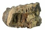 Partial, Fossil Stegodon Molar - Indonesia #148199-4